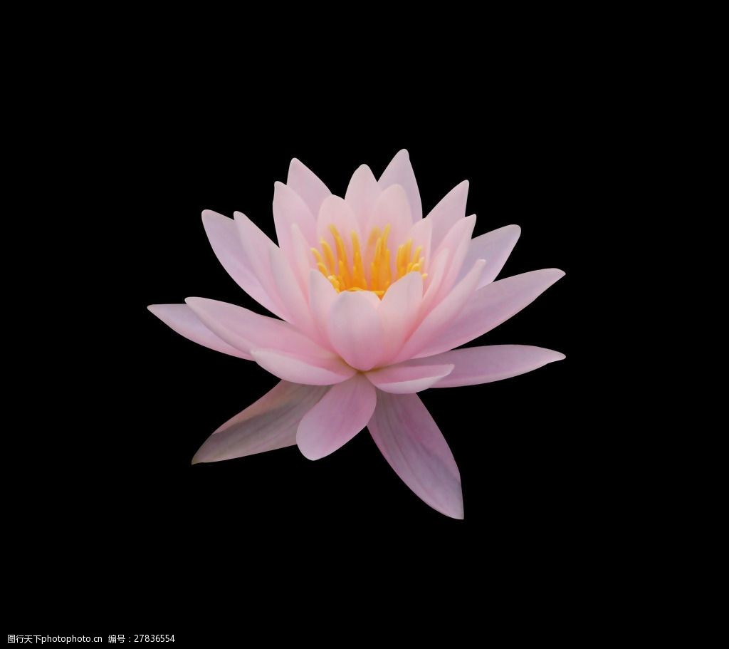 關鍵詞:位圖 植物 花朵 菊花 寫實花卉 免費素材 面料圖庫 服裝圖案