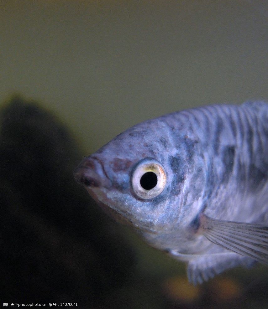 蓝曼龙特写图片