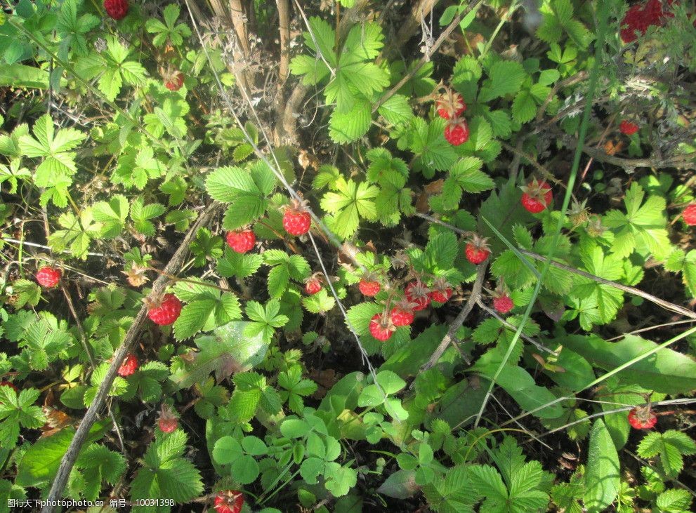 关键词:野草莓 草莓 俗称瓢 叶子 草 绿色植物 草莓素材下载 其他生物