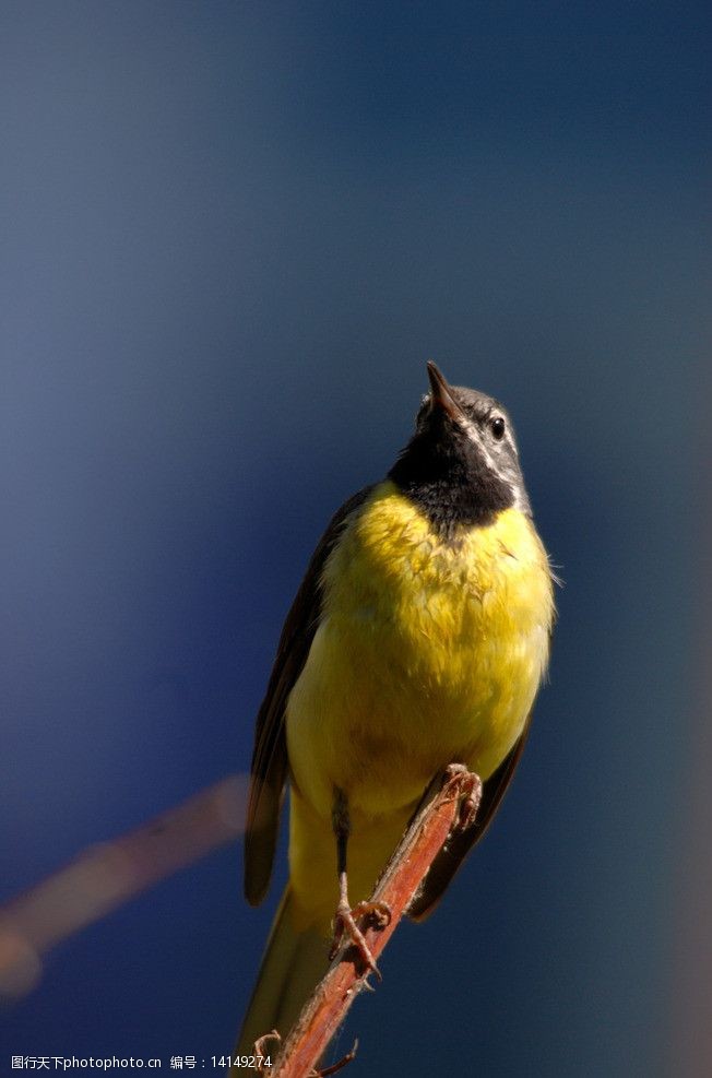 楼前灰鹡鸰鸟图片