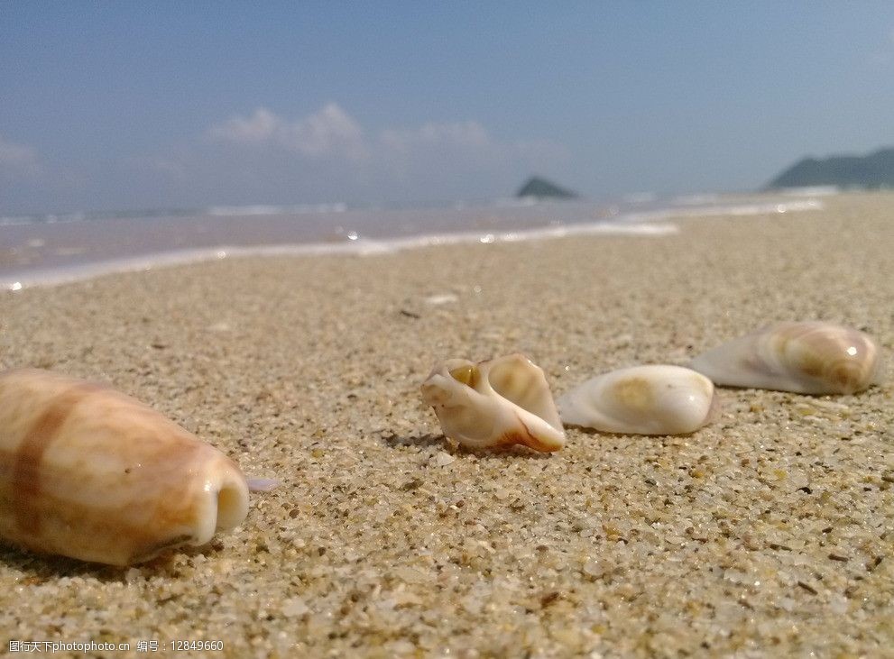 海边沙滩贝壳图片