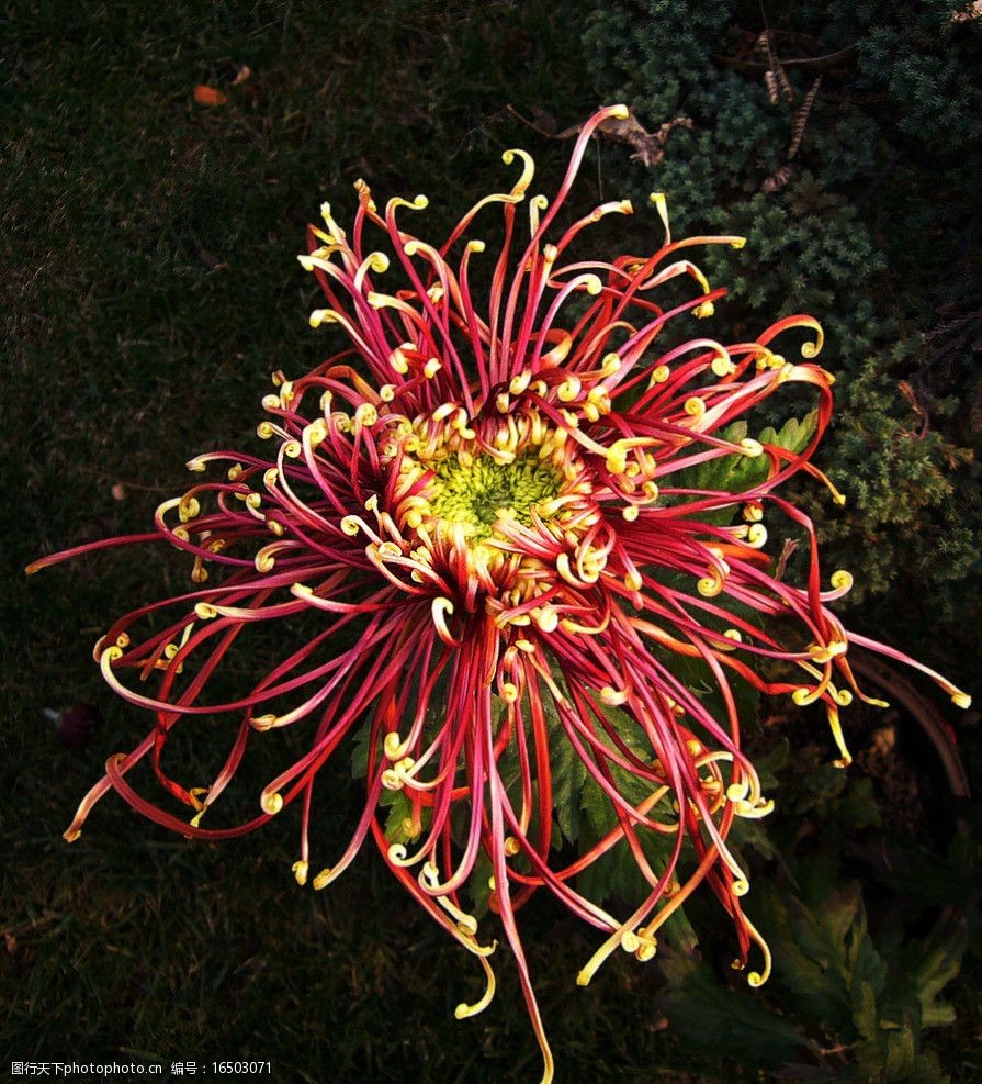 水上公园菊花展览图片