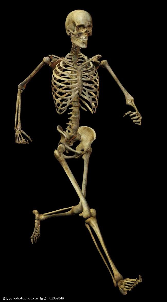 人体骨骼结构图骷髅人图片