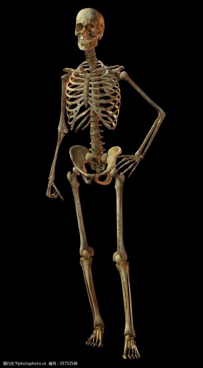 人体骨骼结构图骷髅人图片