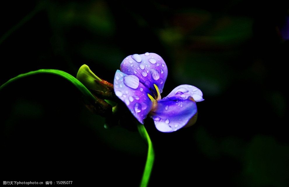 关键词:豆角花瓣 蓝花 蓝色鲜花 花朵 鲜花 花草 生物世界 摄影 300