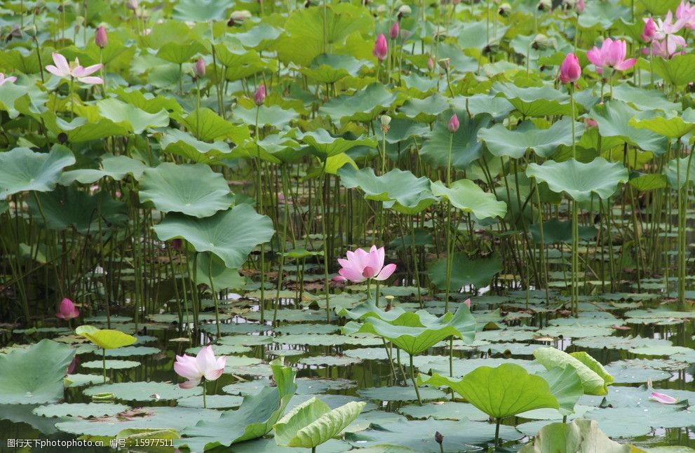 关键词:荷花 莲花 绿叶 湖 湖水 花蕾 花草 生物世界 摄影 72dpi jpg