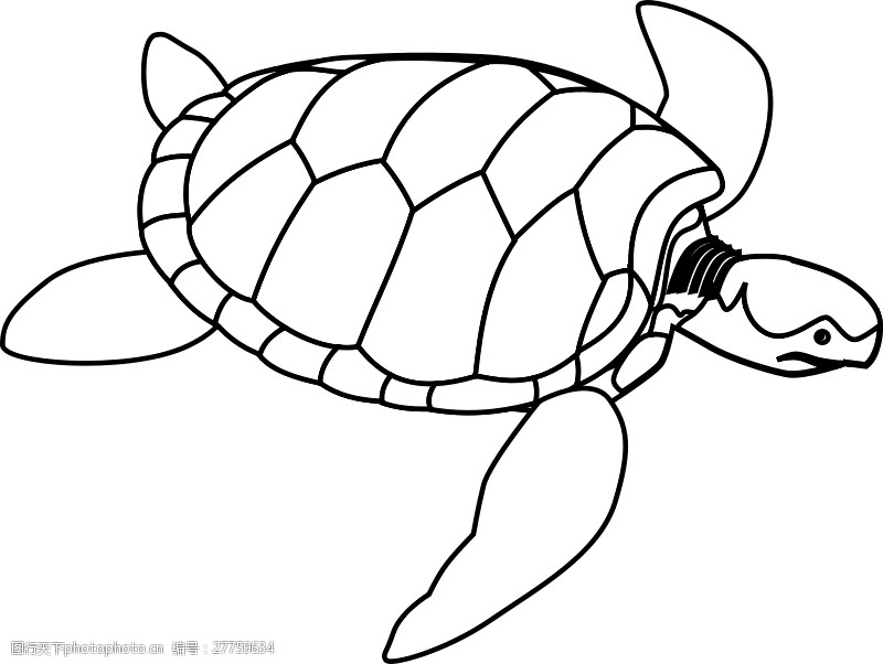 关键词:绿海龟的线条艺术 动物 黑色和白色 着色书