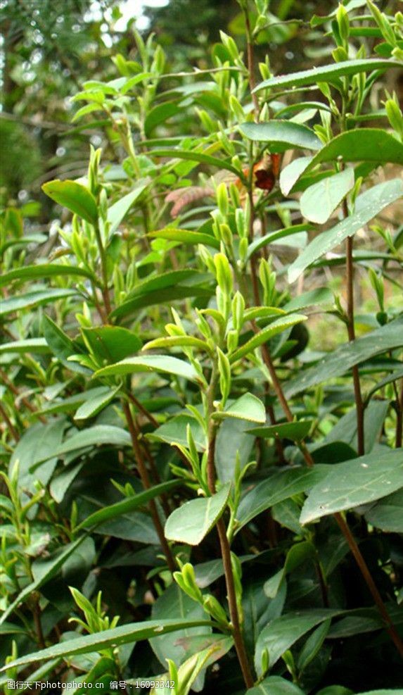 茶叶嫩茶绿茶春茶叶子图片