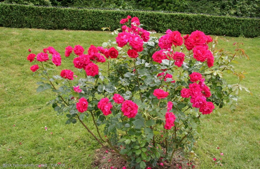 关键词:玫瑰花 玫瑰 花卉 鲜花 花朵 花 绽放 绽开 花草 蔷薇 红色