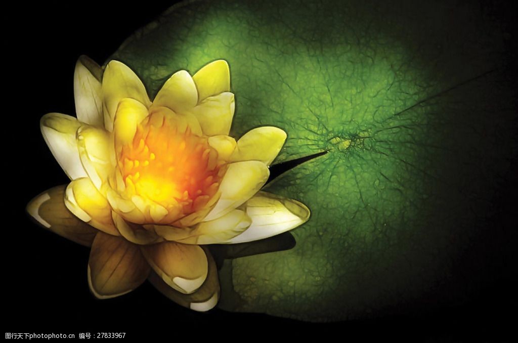 位图植物摄影花卉花朵免费素材图片-图行天下图库