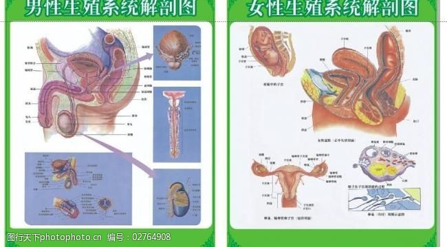 男女性生殖器官解剖图图片