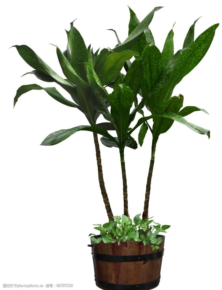 关键词:树木 灌木 园林植被 小树 配景 树木树叶 生物世界 设计 70dpi