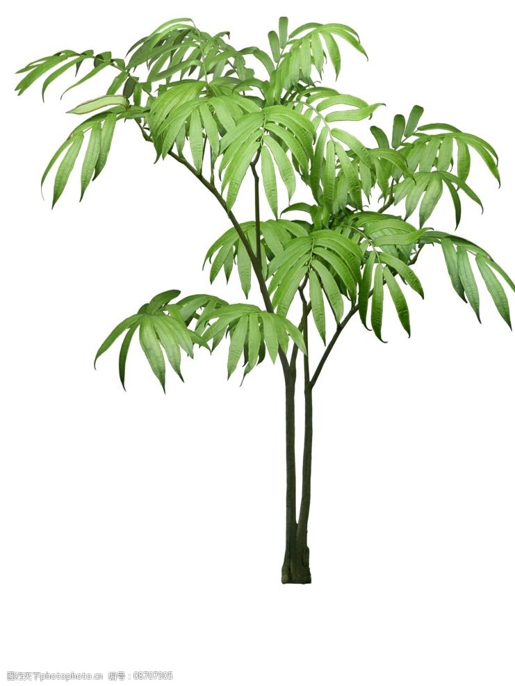 树木 灌木 园林植被 小树 配景 树木树叶 生物世界 设计 70dpi png