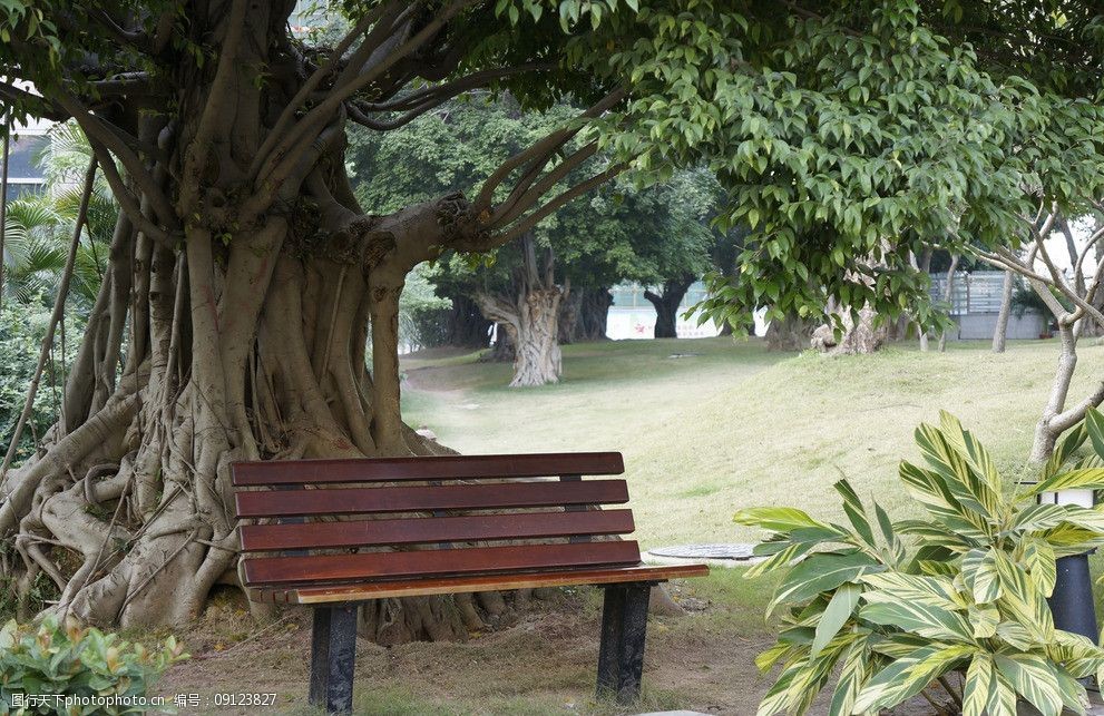 大树下的长椅图片