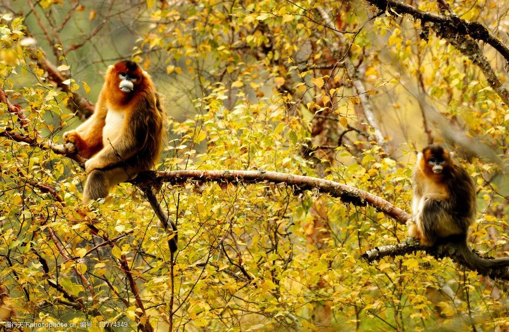 关键词:金丝猴 摄影图片 唐家河 秋天唐家河 树木 野生动物 生物世界