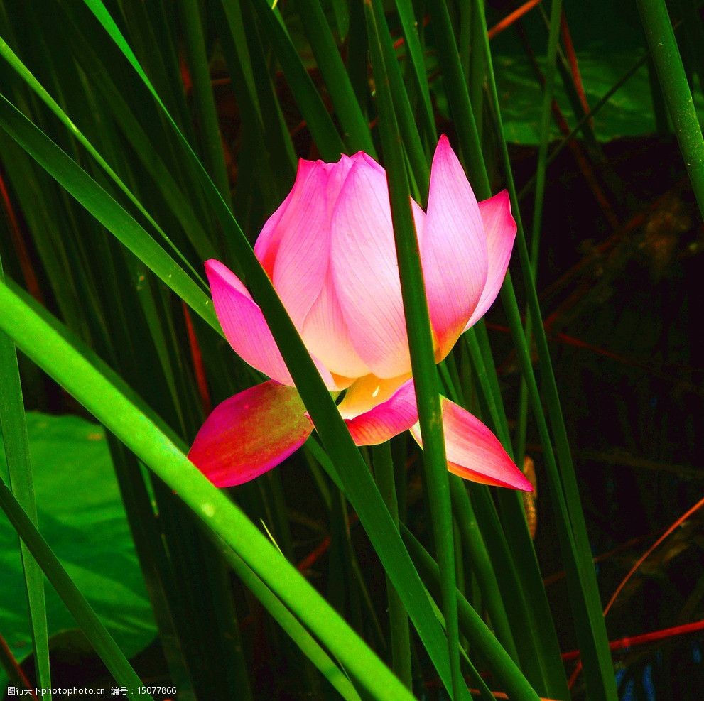 芦苇中的红荷花图片图片-图行天下图库