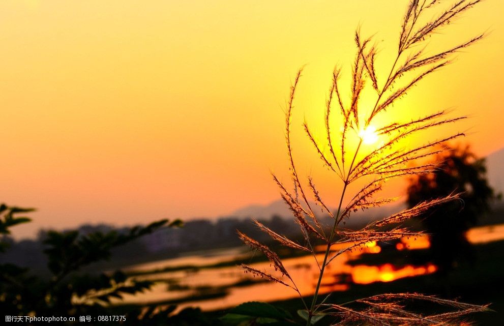 日出芦苇图片图片-图行天下图库