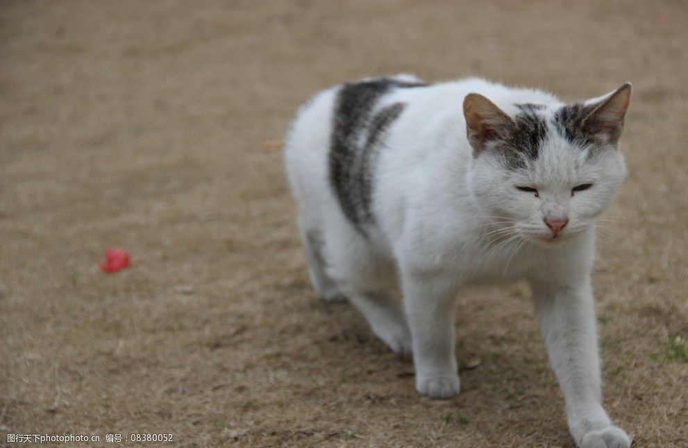 行走的猫图片