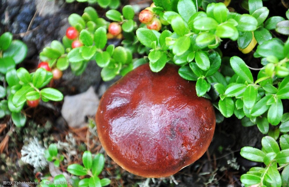 红豆和山菇图片