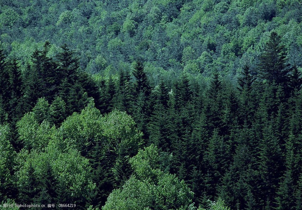 关键词:树木景观 树木 树 树林 植被 大树 树群 树木树叶 生物世界