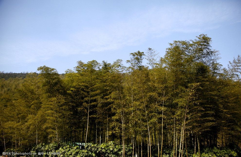 江苏溧阳南山竹林图片