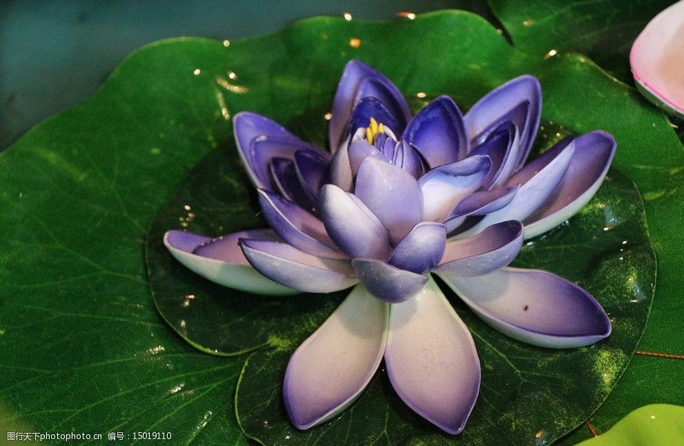 蓝色荷花图片图片-图行天下素材网